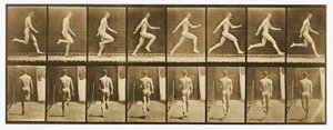 「動物の移動」シリーズ、1887年頃の画像 作： Eadweard Muybridge